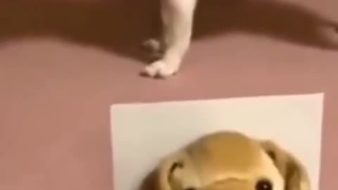 🤣 FUNNY Chihuahua Singing