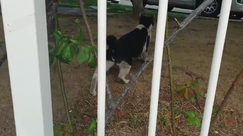 Cat outside the fence