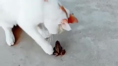 A cat is playing with a frog