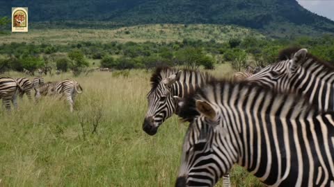 Zebra's grazing and Playing