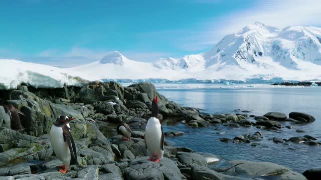 Penguins Birds Rocks Sea Shore Coast Colony Wild