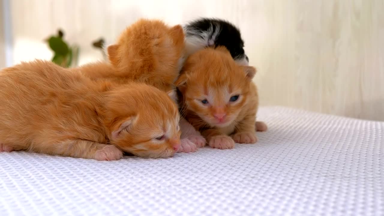 Newborn fluffy kittens