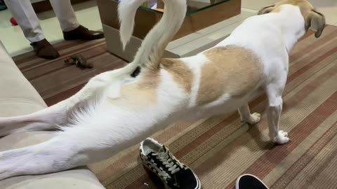 Dog Takes a Leak On Mom's Shoes