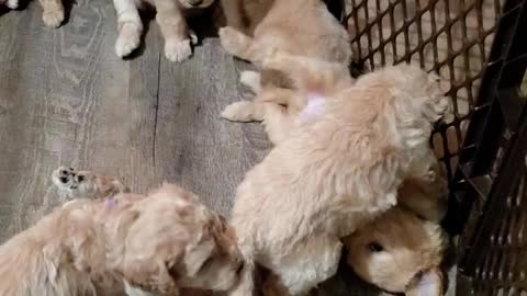 Mia's pups day 27. Play time.