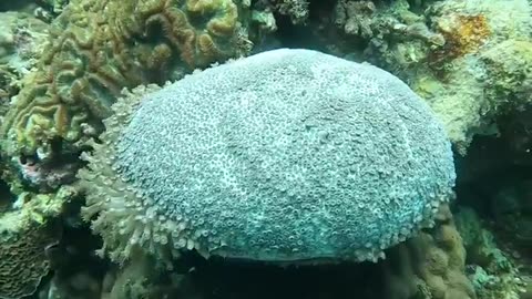 Coral that closes when it feels unsafe