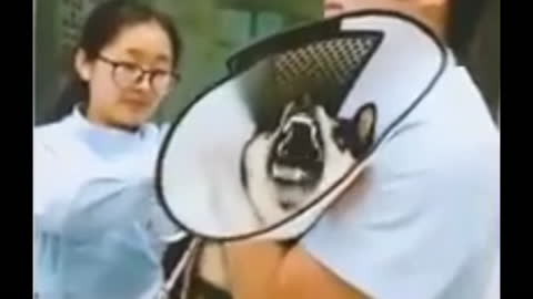 🤣🤣Dog Screams Like a Human when getting Vaxx-nated 💉💉