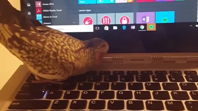 Bird walks around on apple keyboard