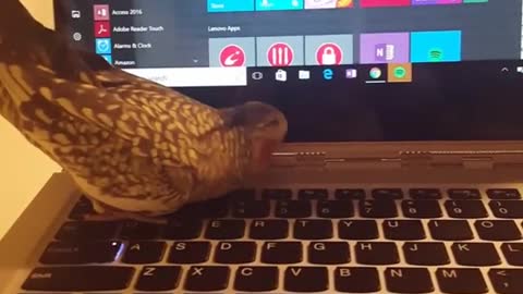 Bird walks around on apple keyboard