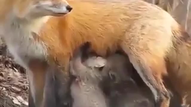 Strange feeding of fox to baby bear