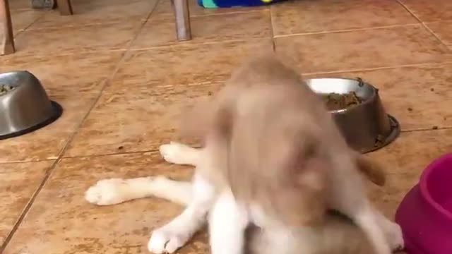 Dog vs Cat - Who will win