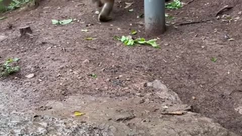 Monkey funny video