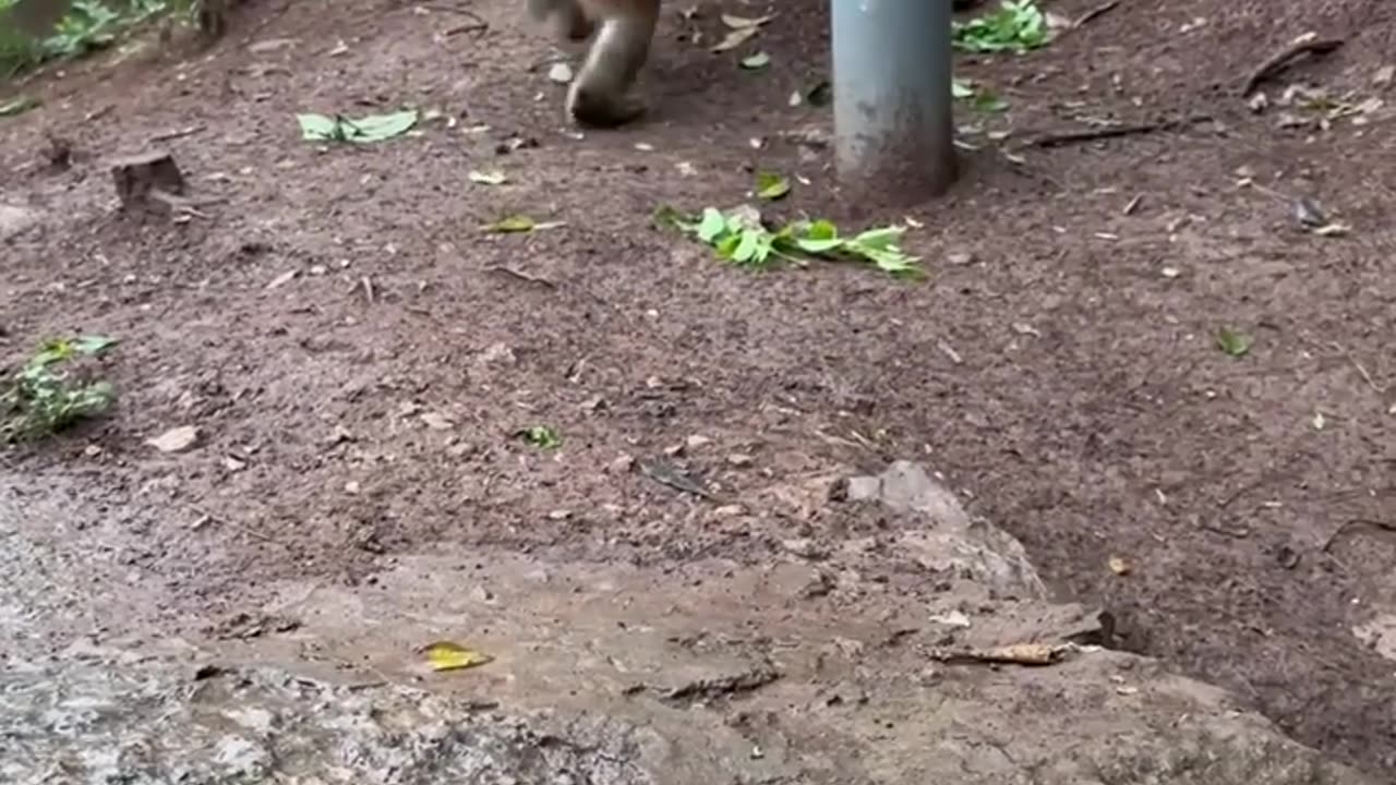 Monkey funny video