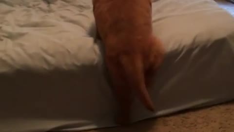 Tan dog trying to climb mattress but is not able too