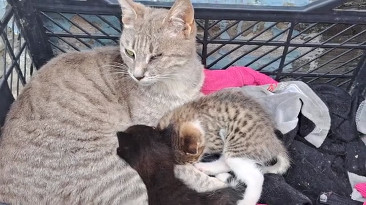 Cute kittens and blind mother cat. Sleeping kittens are so cute.