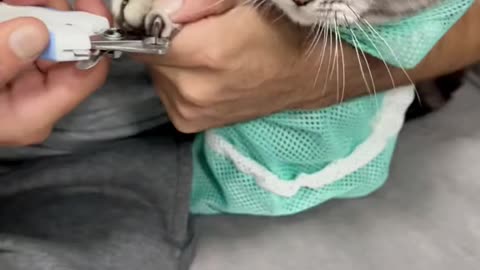 How To Trim Your Cat’s Nails..💅