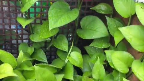 Tissue culture of Epipremnum aureum leaf blades in vitro