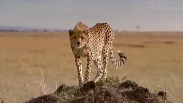 Cheetah chase gazelle