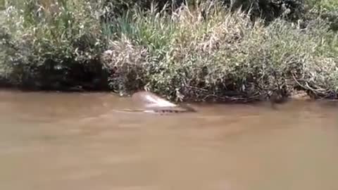 Anaconda snake