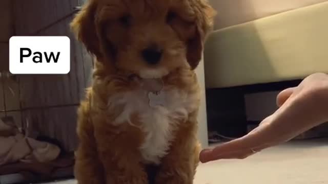 Cute dog funny moment 2022 | dog very funny video| cute honny2022