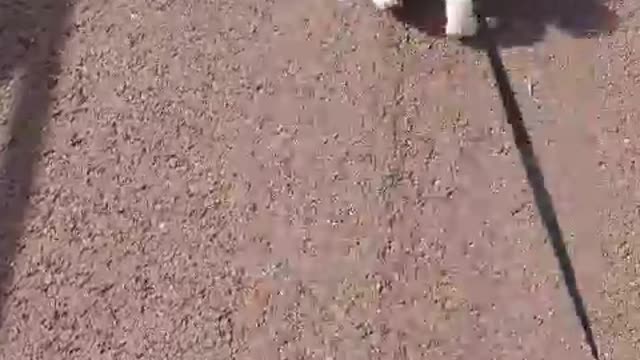 Ride my little