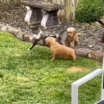 Cats and Dogs Behaving Like Tom and Jerry