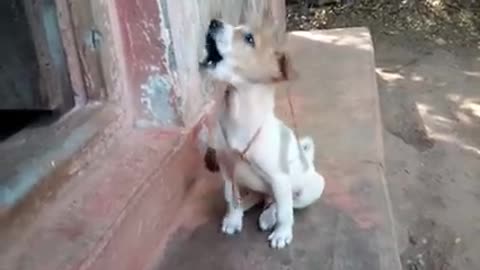 Dog video