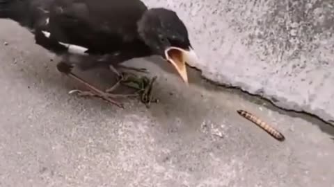 Bird eating