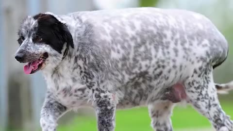 Fattest Animals