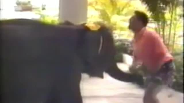 Funny ELEPHANT video