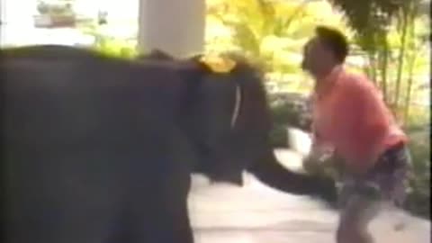 Funny ELEPHANT video