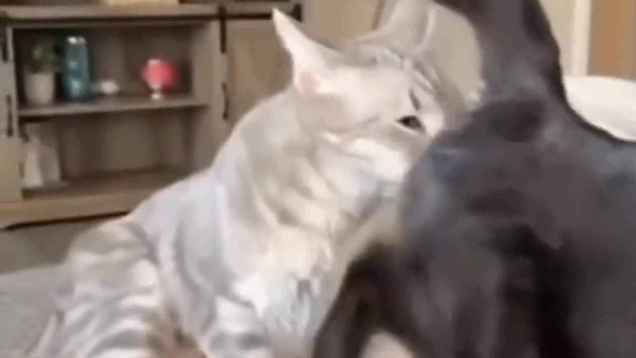 How can dog with cat fight waldsfun