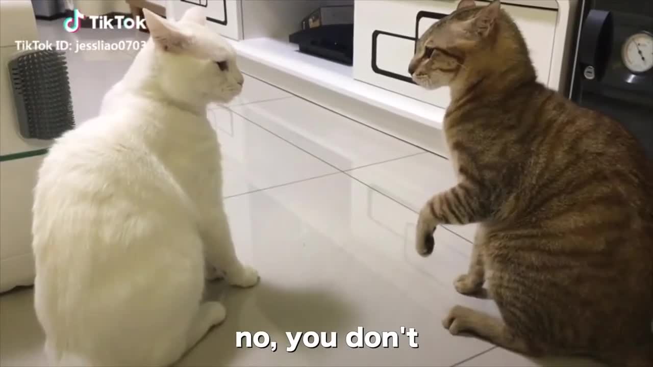 Speaking Hilarious Cats