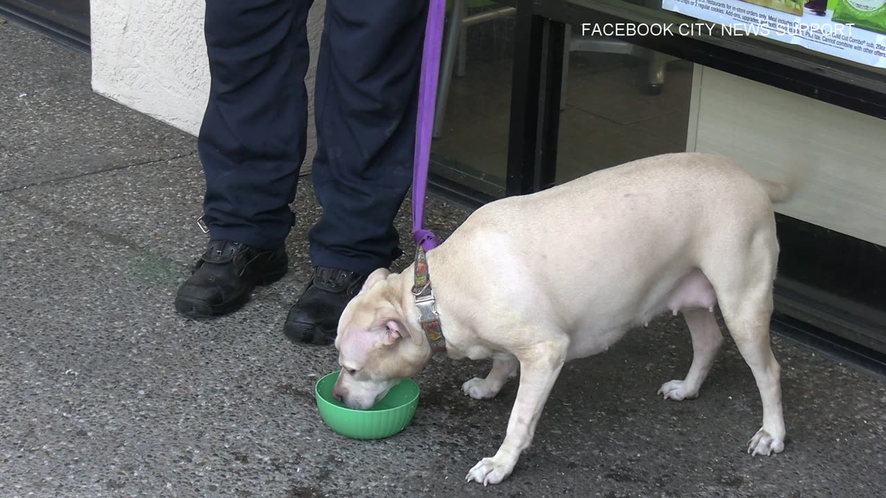 Firemen Save Dog From Hot Car In California