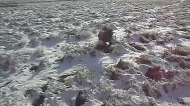 African dog in snow_Cut.mp4