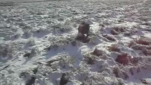 African dog in snow_Cut.mp4