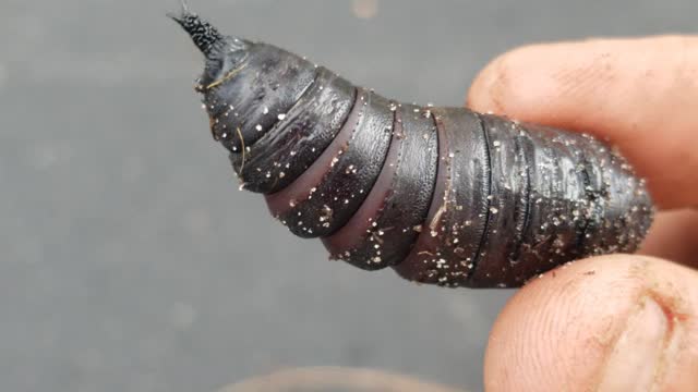 Cicada in a shell