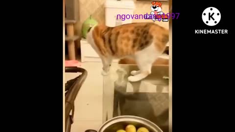 Video clips about the cutest dogs and cats on the planet