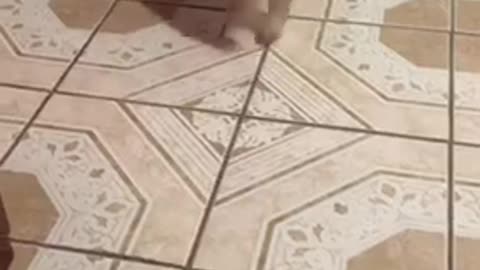 Cute small brown puppy smiles and runs away