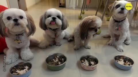 10 Funniest Shih Tzu Videos