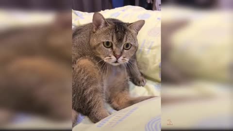 Cats the cat
