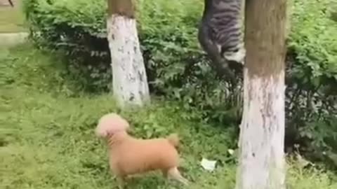 Funny cats
