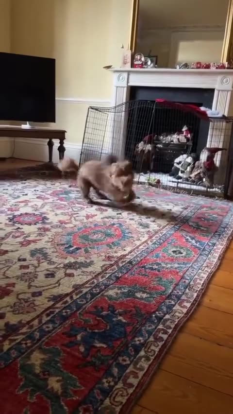 let me playing 😂💫🐶❤️