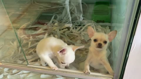 two cute dogs try to come out | cute dog 2022 #shorts
