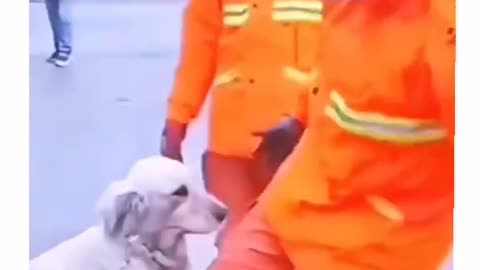 Heartwarming Rescue: Fireman Saves Cute Dog Who Won't Leave His Side!