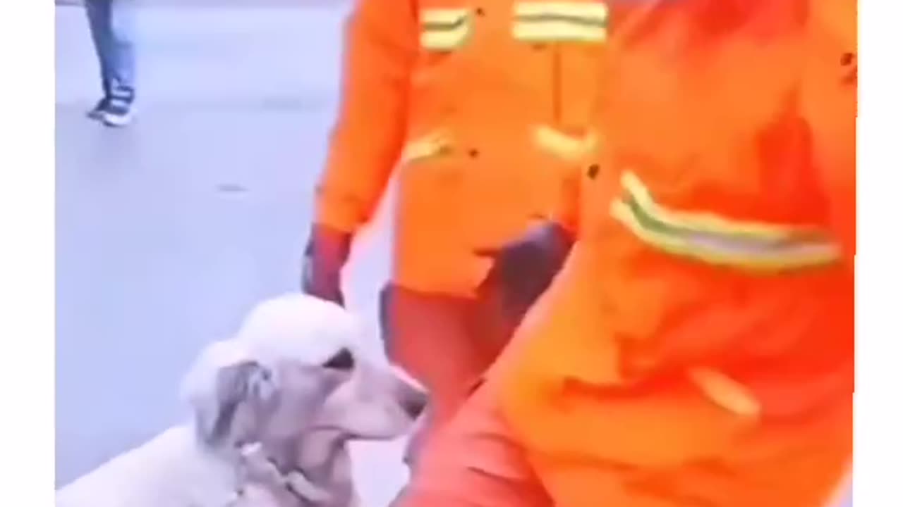 Heartwarming Rescue: Fireman Saves Cute Dog Who Won't Leave His Side!