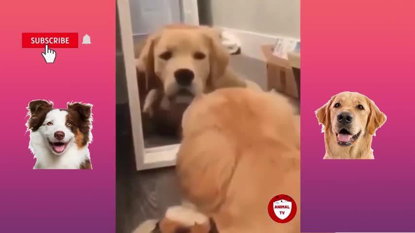 Funny DOG