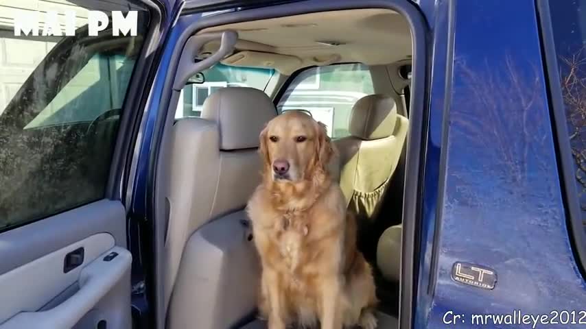 Funny Dogs Reaction To Vet 😆 You'll LAUGH more than you should!