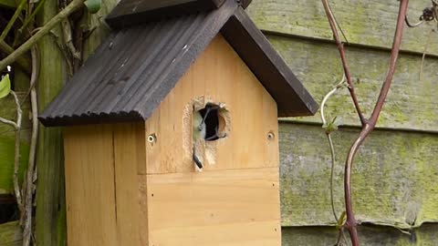 bird watching over your home