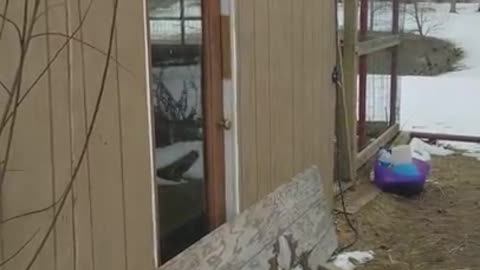 Amanda Grace Talks.... Jake, daisy, and Jingles, 2 Moscovys and a Chick -Episode 2!!!!