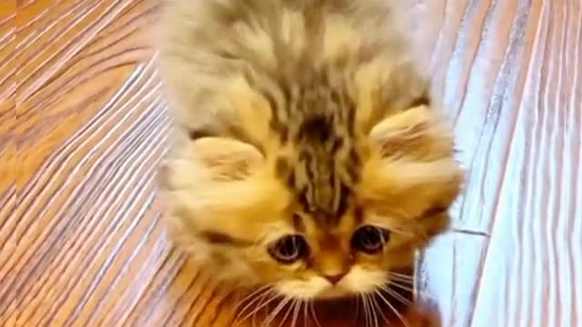 Funny cat,cat after drinking, funny video worry funny video,